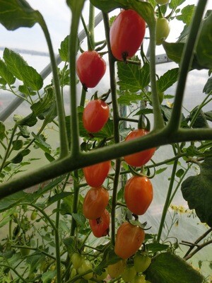 Tomato Red Grape Organic Eastport
