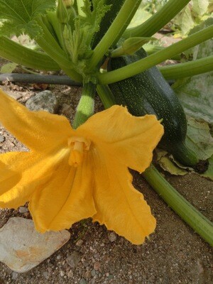 Green Zucchini (Black beauty)