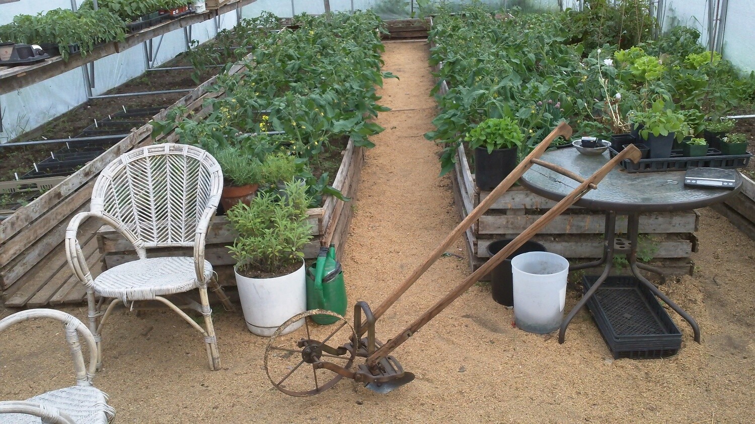 Greenhouse with wheel-hoe and young tomato plants