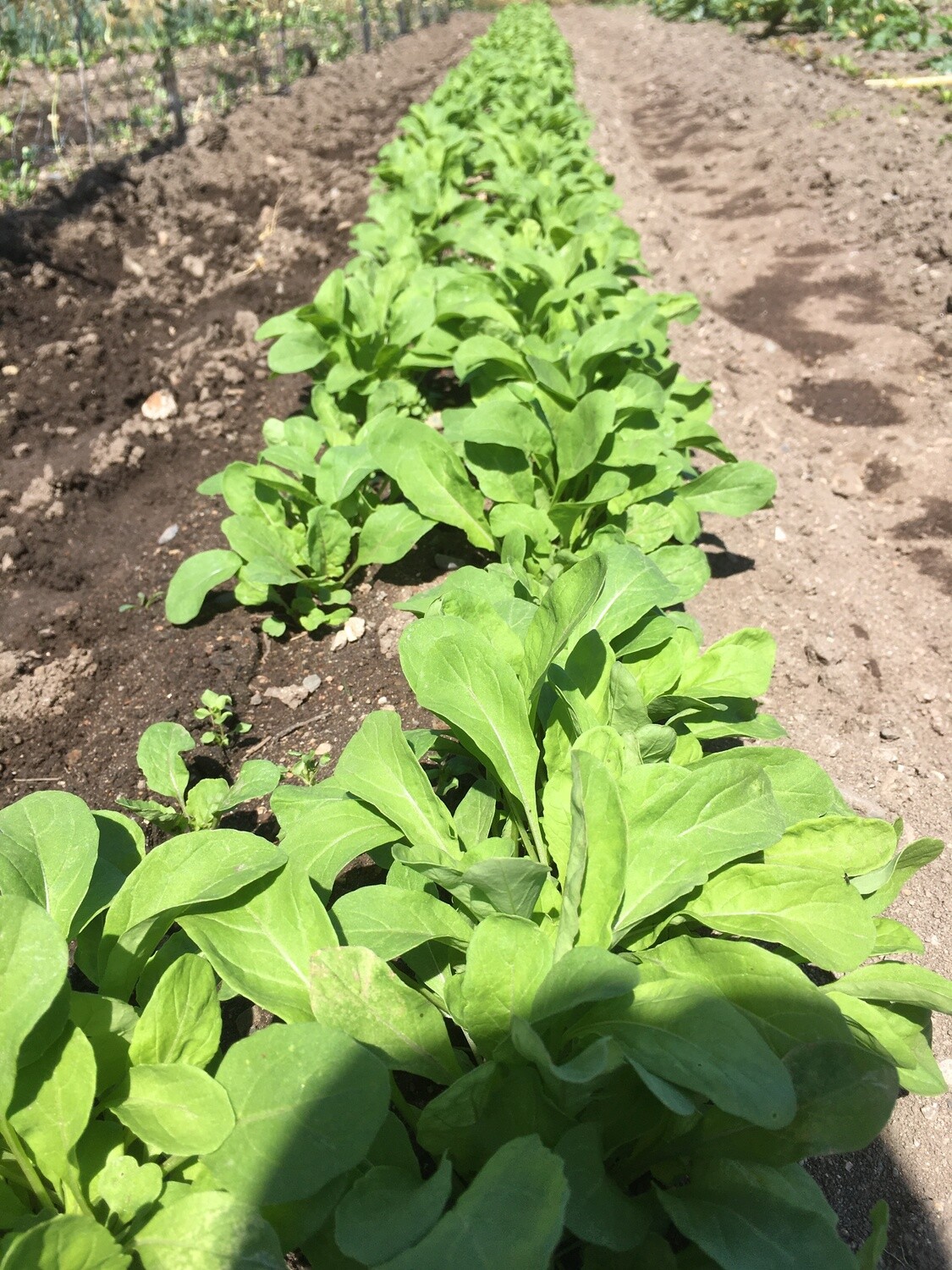 Organic Arugula growing in a field at Eastport Organics