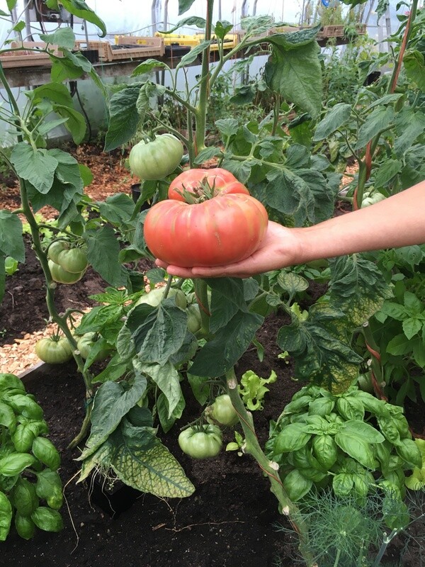 Tomato Brandywine Organic Eastport