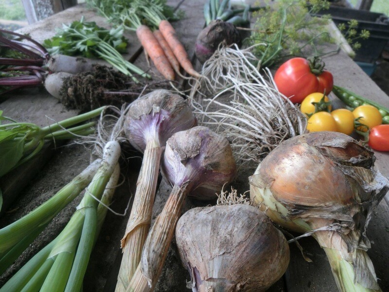Organic garlic, onion, tomato, carrots plus other fresh vegetables and herbs