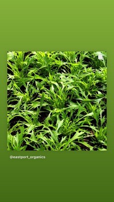 Organic Leafy Greens Seeds