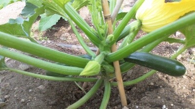 Organic Squash, Zuchinni &amp; Cucumber