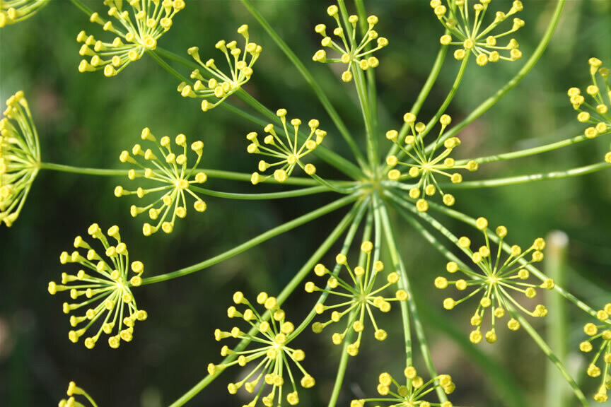 Organic Dill Seeds