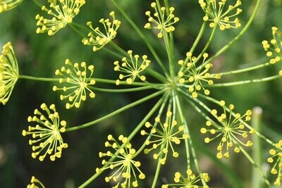 Organic Dill Seeds