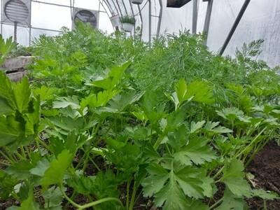 Organic Herb Seeds