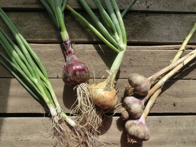 Organic Onion, Garlic &amp; Allium Seeds