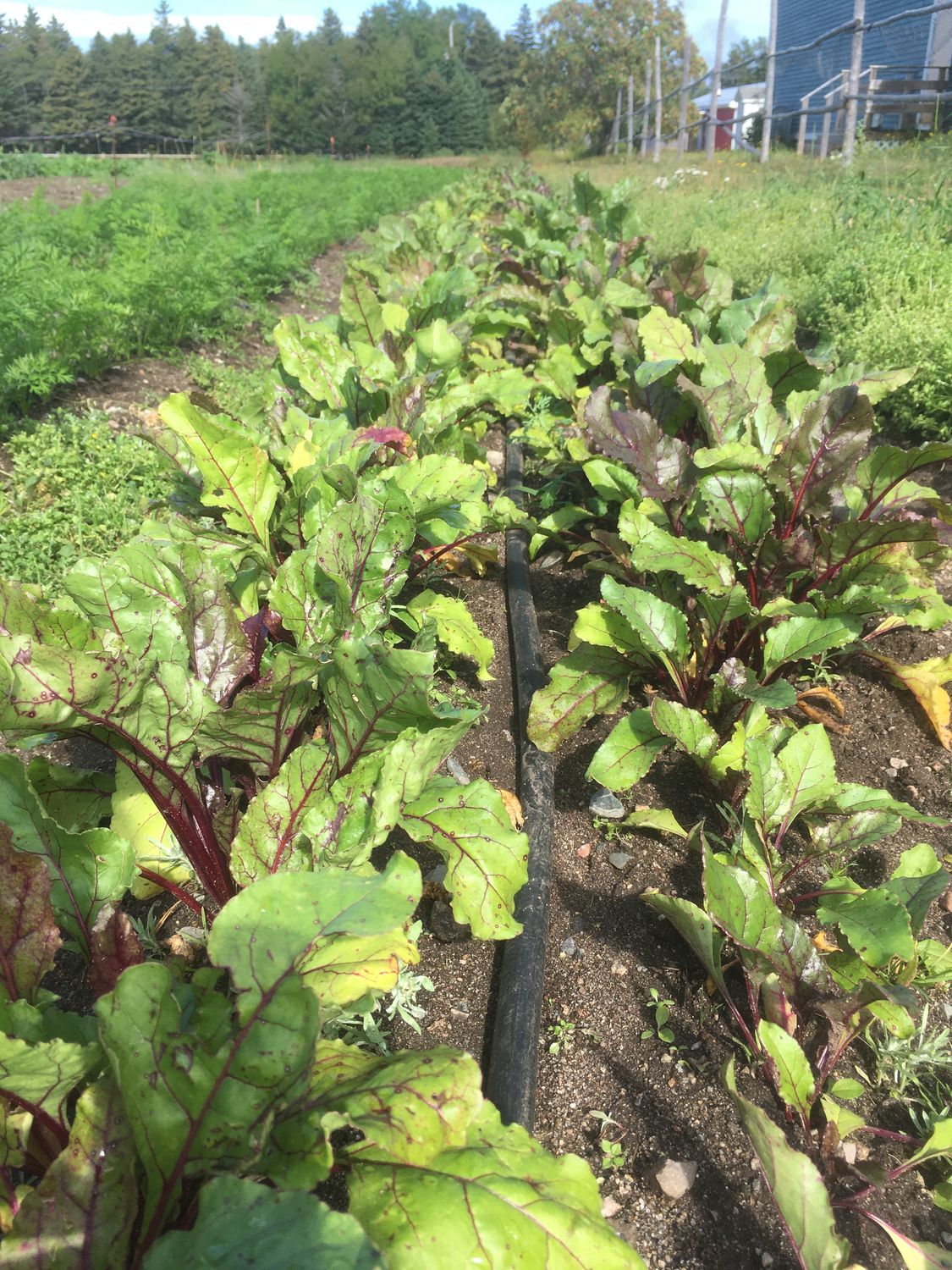 organic beets in a field