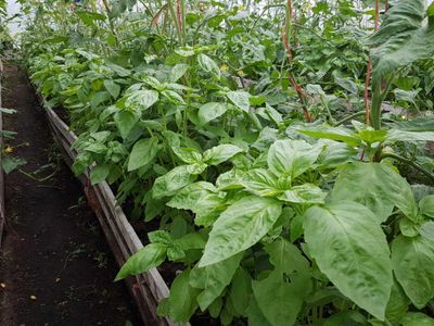 Organic basil growing in greenhouse