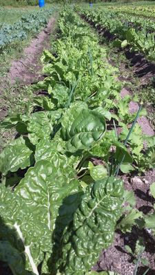 Organic Swiss Chard Seeds