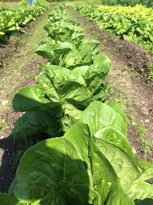 Organic Buttercrunch lettuce growing in field