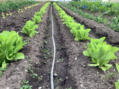 lettuce romaine organic eastport