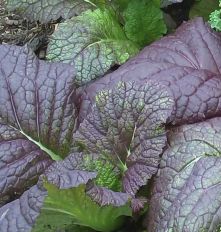 Organic Giant Red Mustard growing in a field