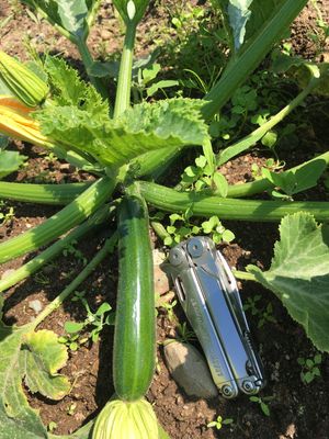 Green Zucchini Seed (Organic)