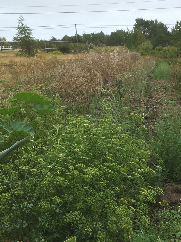 Organic Dwarf Siberian Kale Seeds growing in a field at Eastport Organics