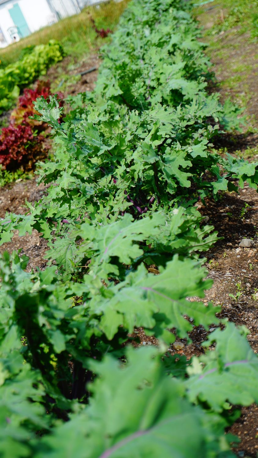 Organic Red Russian Kale Seeds