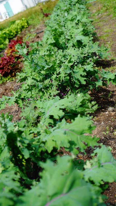 Organic Red Russian Kale Seeds