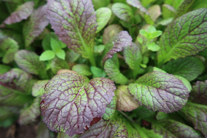 Organic Giant Red Mustard