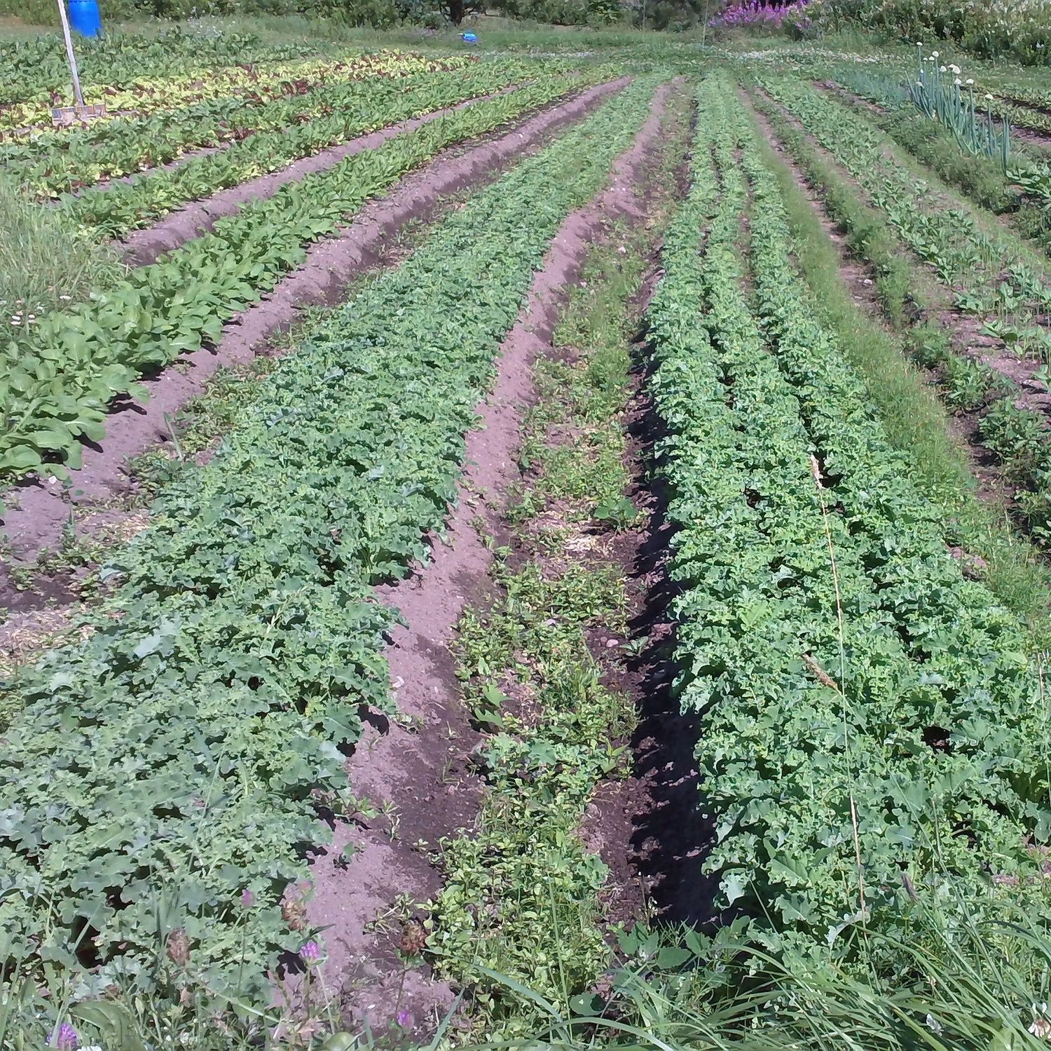 kale salad organic field