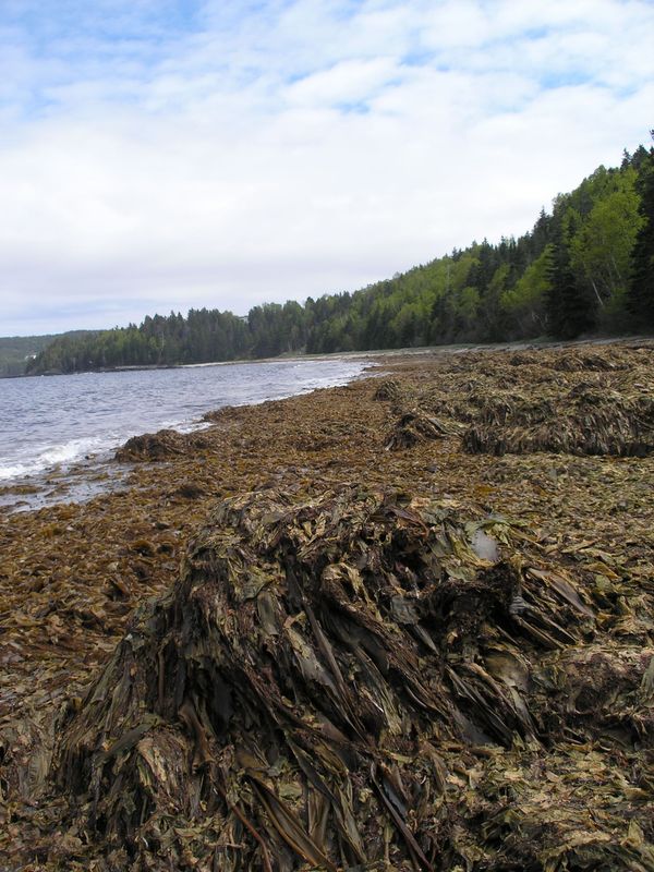 seaweed kelp compost soil