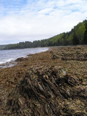 seaweed kelp compost soil