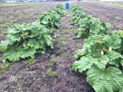 Organic Rhubarb