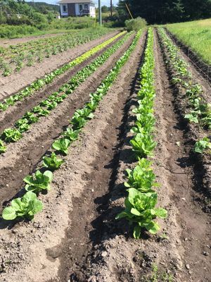 Head Lettuces