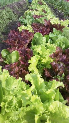 Salad mixes