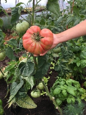 Tomato Seeds