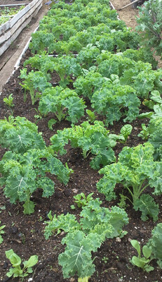 Organic Kale Chard Spinach