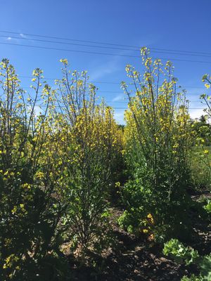kale seed in bloom eastport organic