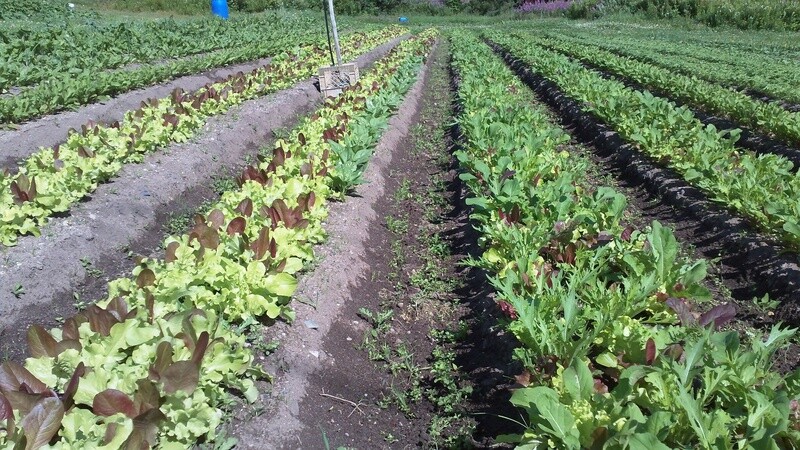 lettuce mix spicy seed organic eastport