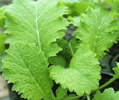 Organic Southern Giant Curled Mustard 