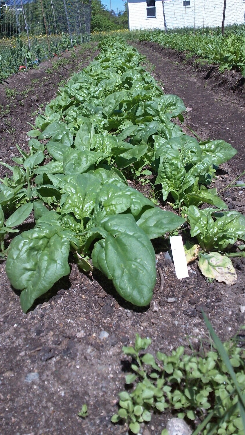 spinach seed organic eastport