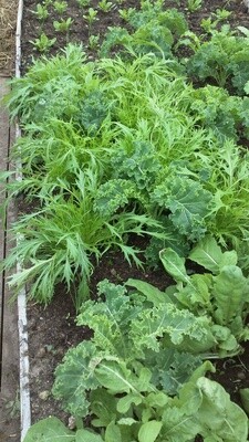Organic Mizuna growing in a greenhouse at Eastport Organics