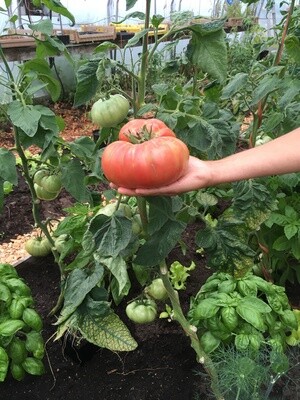 Tomato Brandywine Organic Eastport
