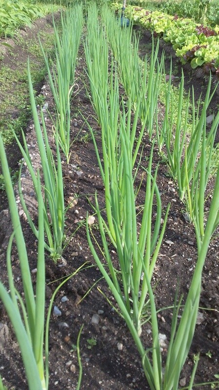Green Onion Kincho Organic Eastport