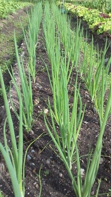 Green Onion Kincho Organic Eastport