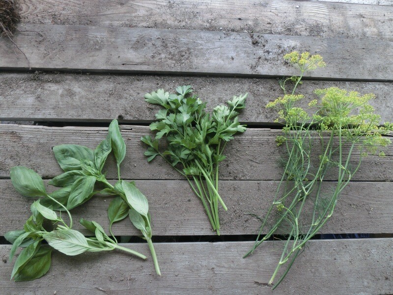 Parsley Italian Flat-leaved Organic Eastport
