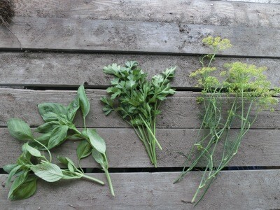 Parsley Italian Flat-leaved Organic Eastport
