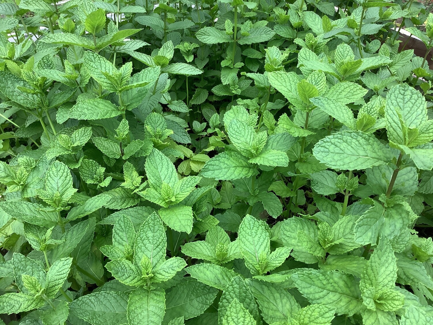 Organic mint