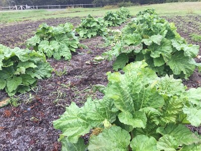 Organic Frozen Rhubarb – Chopped, 1 kg