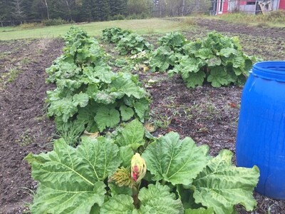 Rhubarb (Organic)
