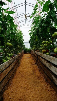 Organic tomatoes in a greenhouse