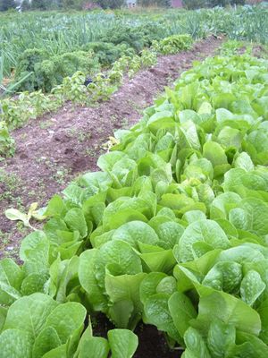 Romaine (Organic)