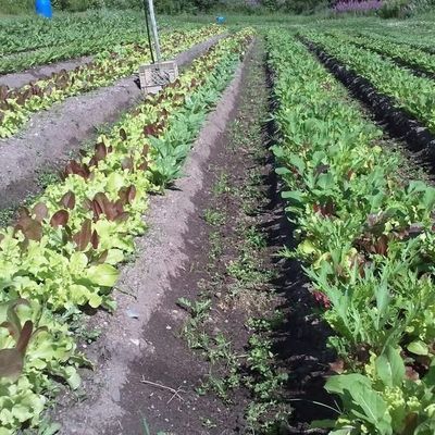 Straight Lettuce Mix (Organic)