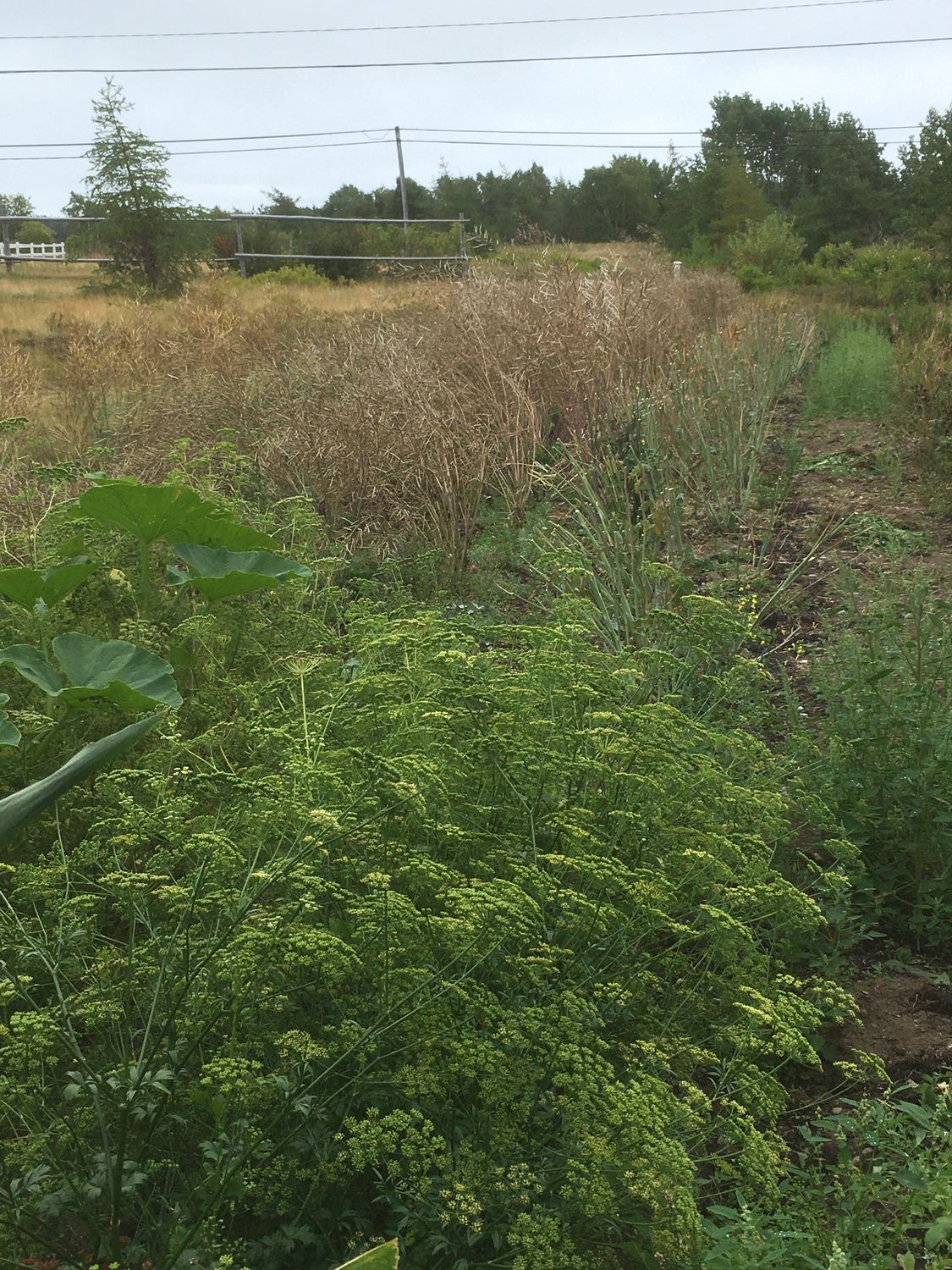 Organic Dwarf Siberian Kale Seeds growing in a field at Eastport Organics