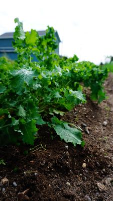 Organic Dwarf Siberian Kale Seeds