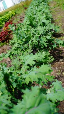 Organic Red Russian Kale Seeds — Bulk Microgreen Seed